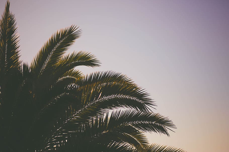 coconut, tree, green, leaf, plant, nature, sky, palm tree, growth HD wallpaper