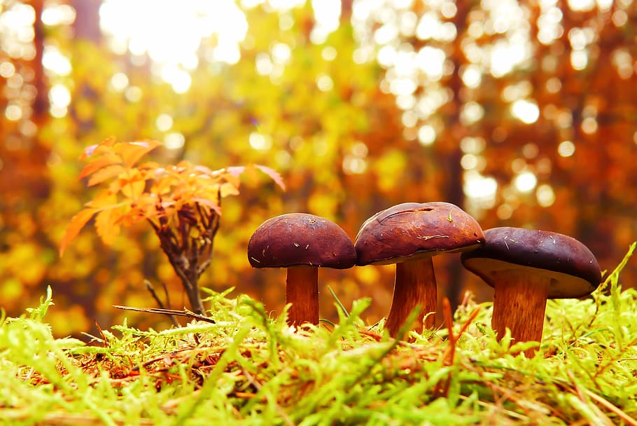 podgrzybki, mushrooms, family, bokeh, moss, autumn, seasons of the year, HD wallpaper