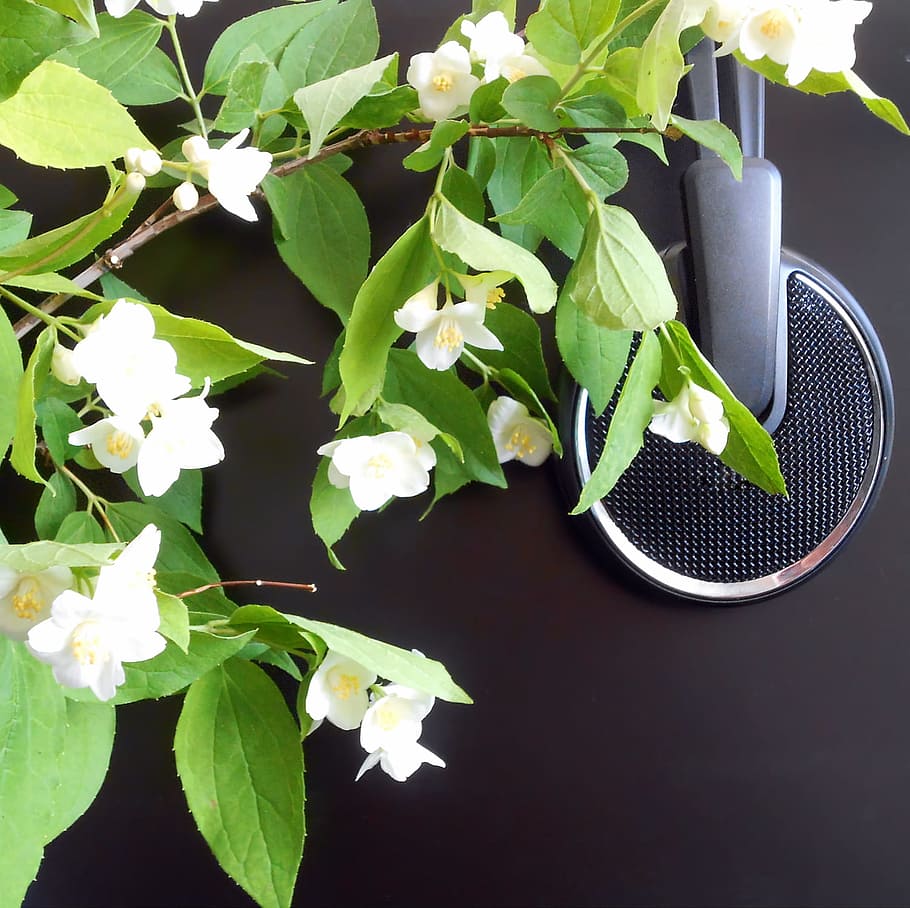 flowers, headphones, leaf, plant part, green color, nature HD wallpaper