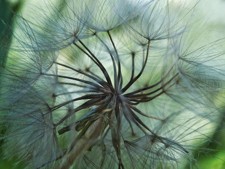 summer, plants, grren, macro, nature, fragility, dandelion HD wallpaper
