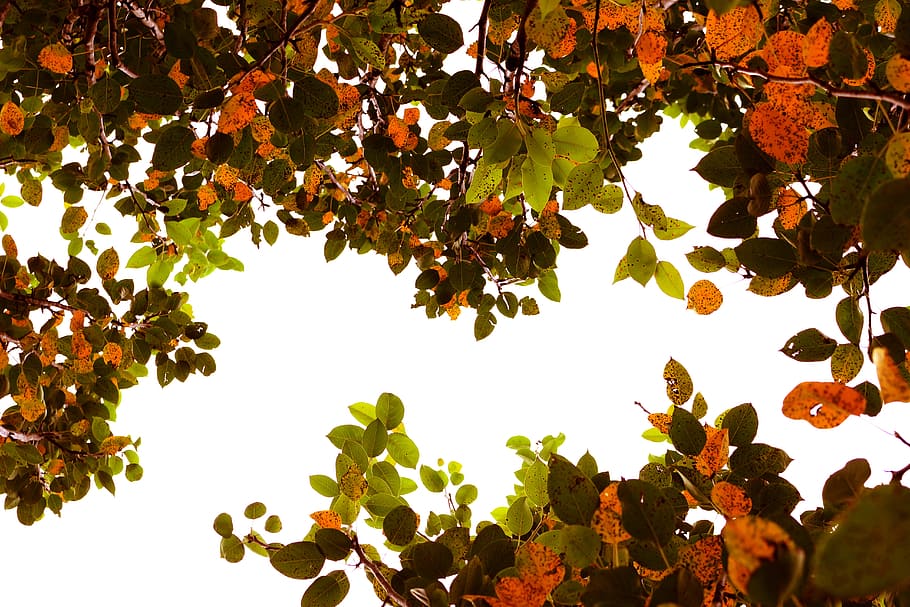 tree, leaf, autumn, plant, sky, plant part, growth, low angle view HD wallpaper