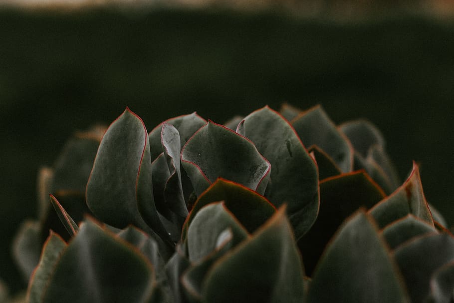 green succulents, plant, blossom, flower, leaf, petal, iris, acanthaceae HD wallpaper