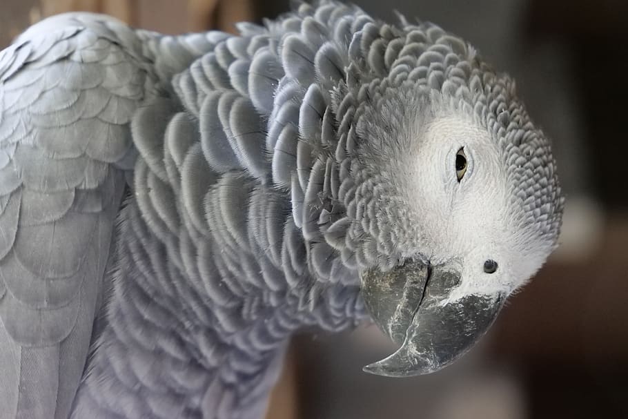 Page 2 | african grey 1080P, 2K, 4K, 5K HD wallpapers free download