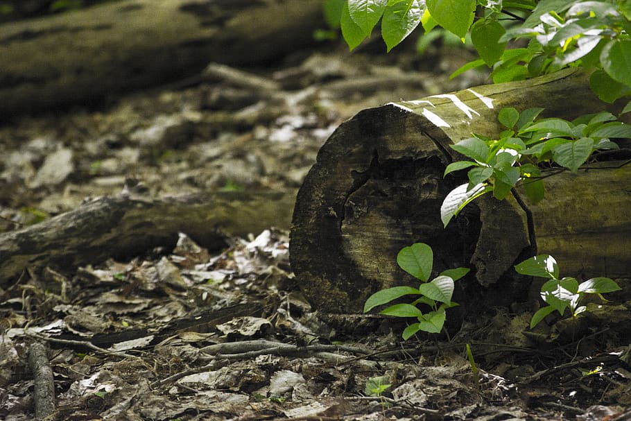 plant, canada, québec, leaf, wildlife, tree, ground, animal HD wallpaper