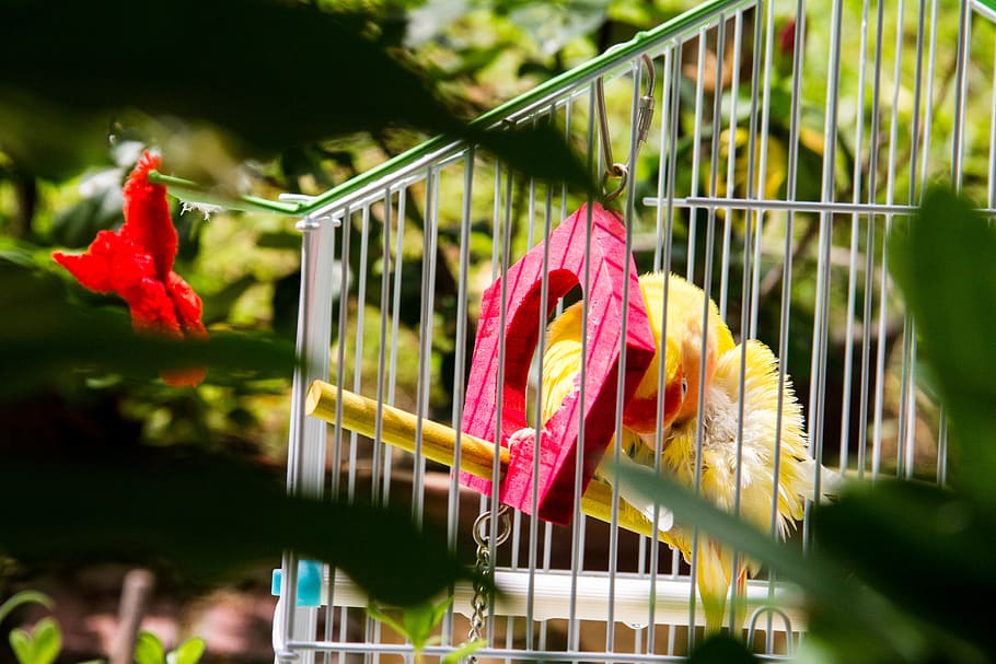 bird, nature, plant, hanging, multi colored, no people, day HD wallpaper