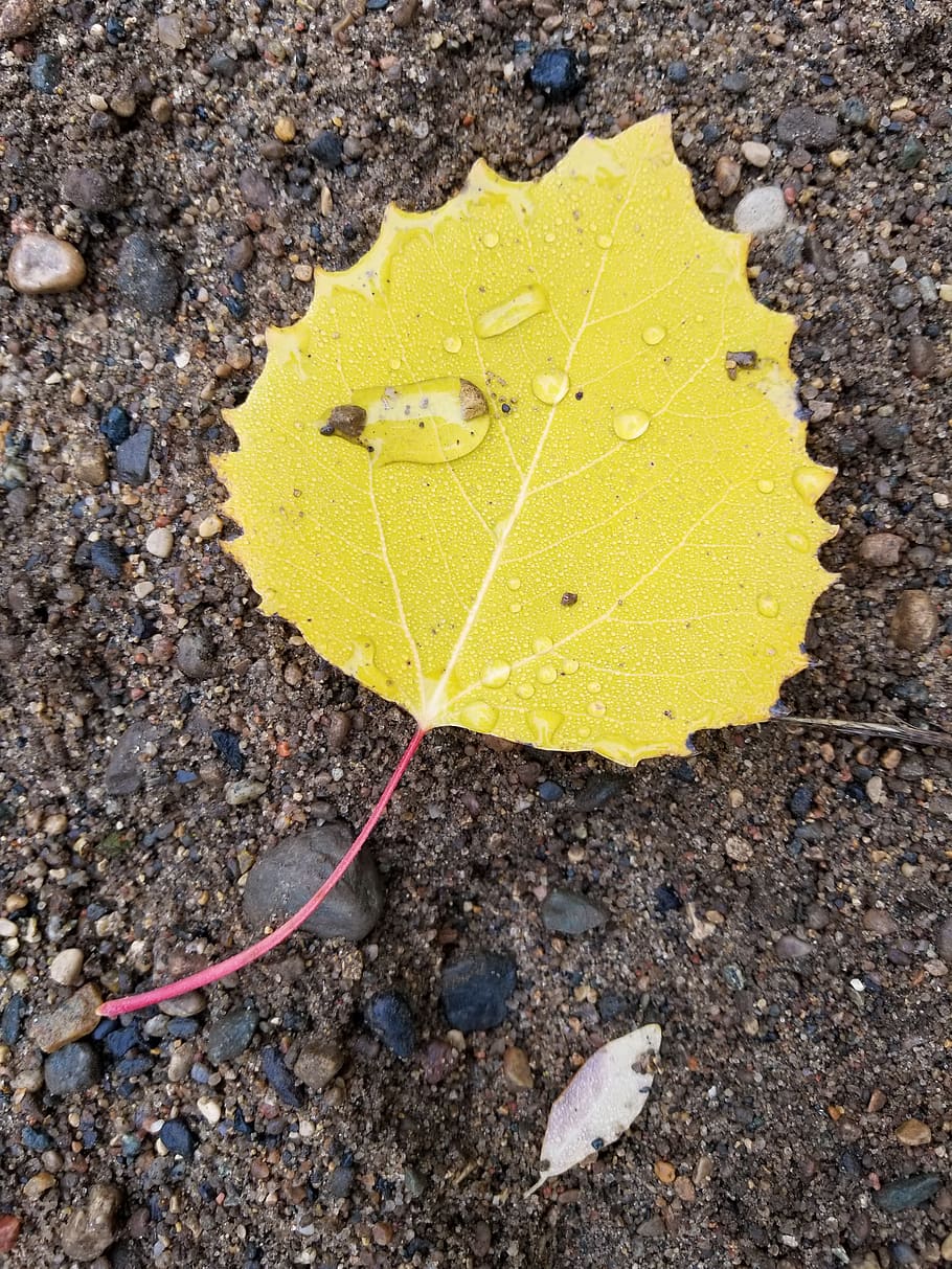 yellow, leaf, birch, water, dew, raindrops, nature, gravel HD wallpaper