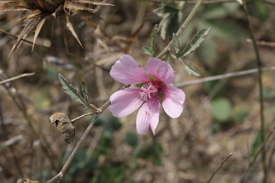 malva, wild, flower, grass, summer, flowering plant, fragility HD wallpaper