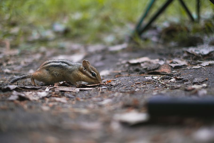 canada, nobel, killbear provincial park, chipmunk, outdoors HD wallpaper