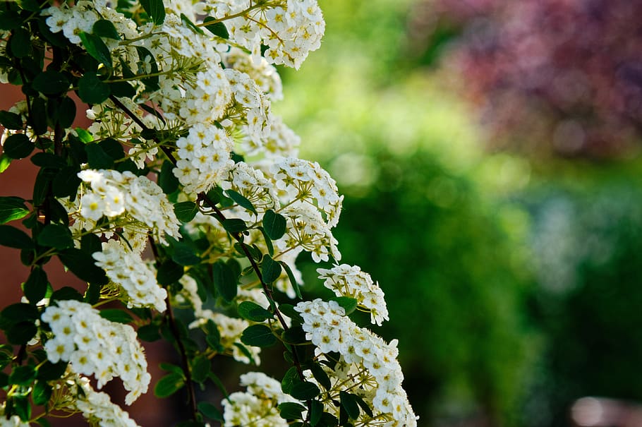 flowers, spring, bush, plant, flowering plant, growth, beauty in nature HD wallpaper