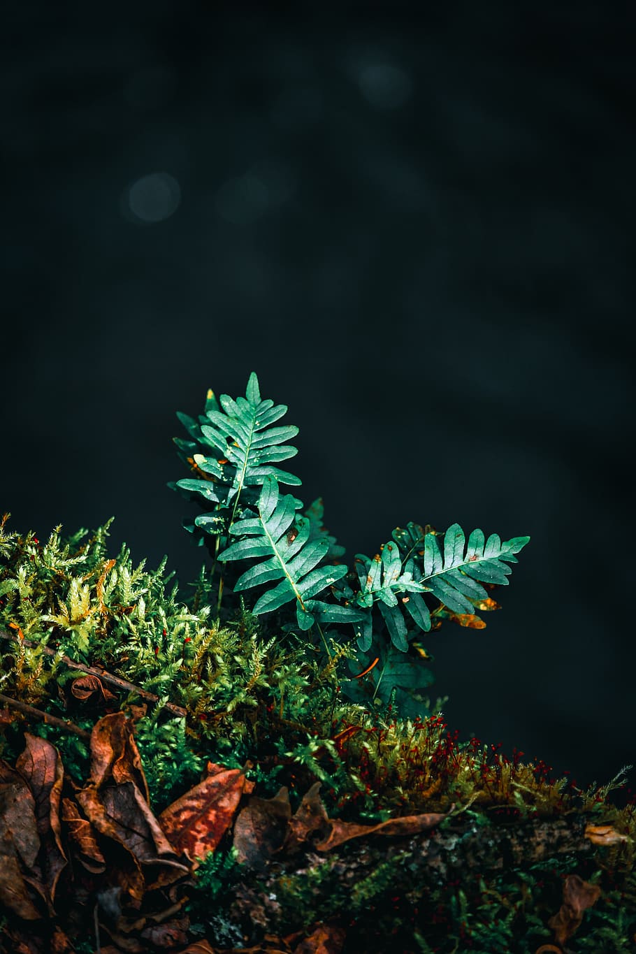 fern, nature, river, foam, green, plants, leaves, environment HD wallpaper