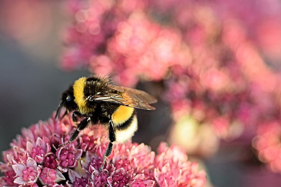 bumblebee, flower, bees, bug, flowering plant, animal themes HD wallpaper