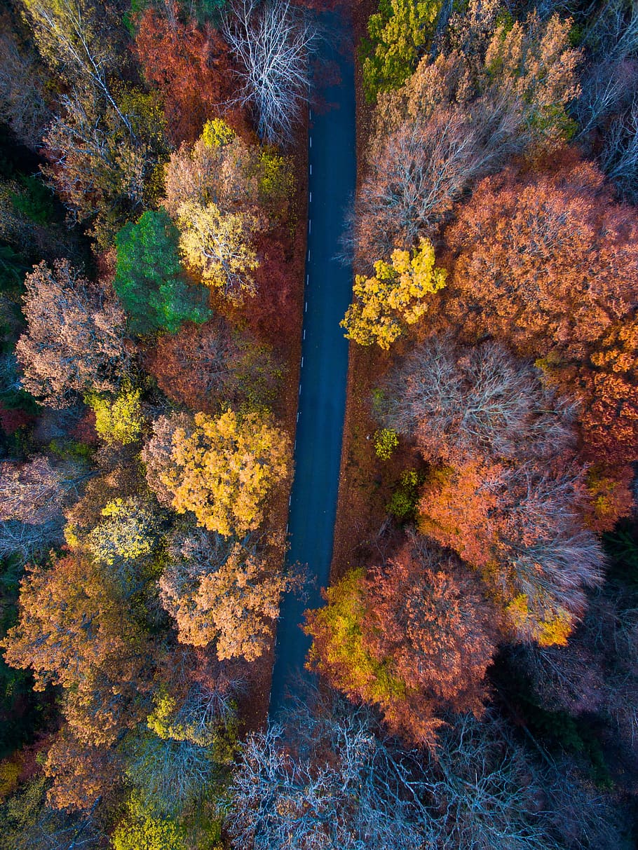 aerial, view, path, route, road, trees, autumn, orange, plant HD wallpaper