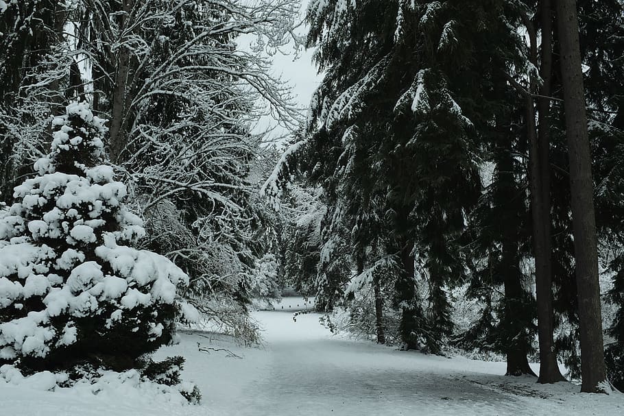 snow covered trees, plant, fir, abies, nature, outdoors, seattle HD wallpaper