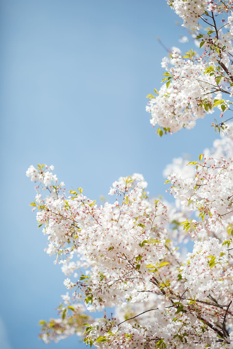 white petaled flowers, flowering plant, freshness, fragility HD wallpaper