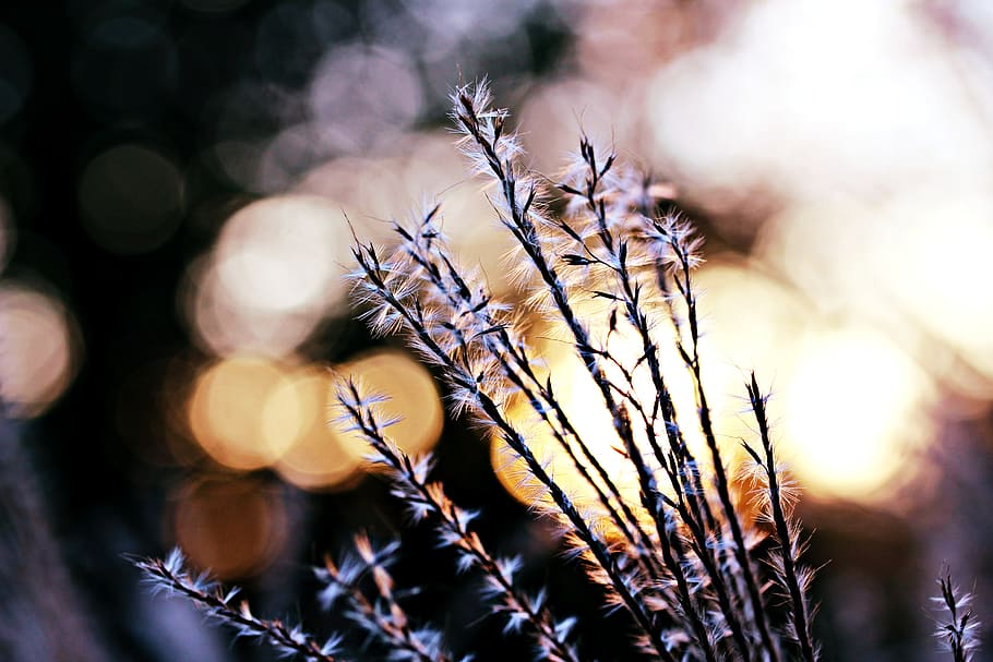 plants, grass, nature, close-up, selective focus, beauty in nature HD wallpaper