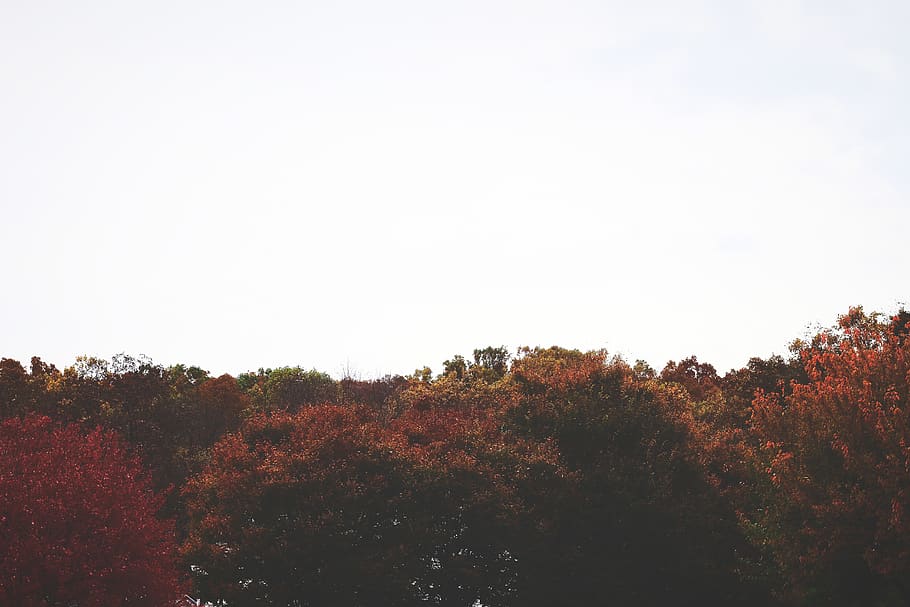 united states, glenmoore, forest, fall, trees, leaves, plant HD wallpaper