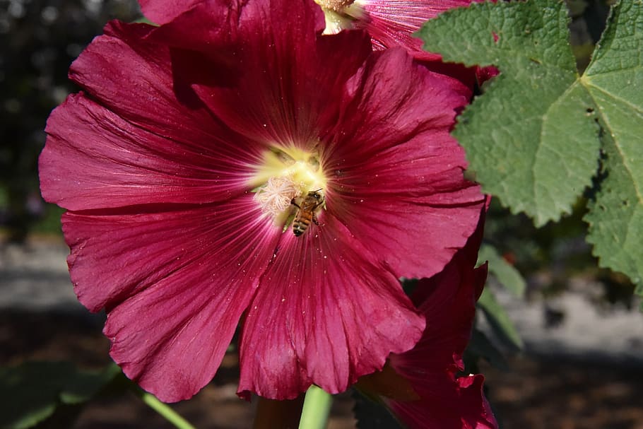 flower, red, bee, flowering plant, freshness, petal, fragility HD wallpaper