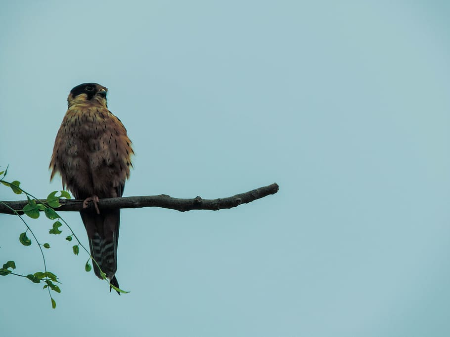 ethiopia, sodo, bird, vertebrate, animal themes, animals in the wild HD wallpaper