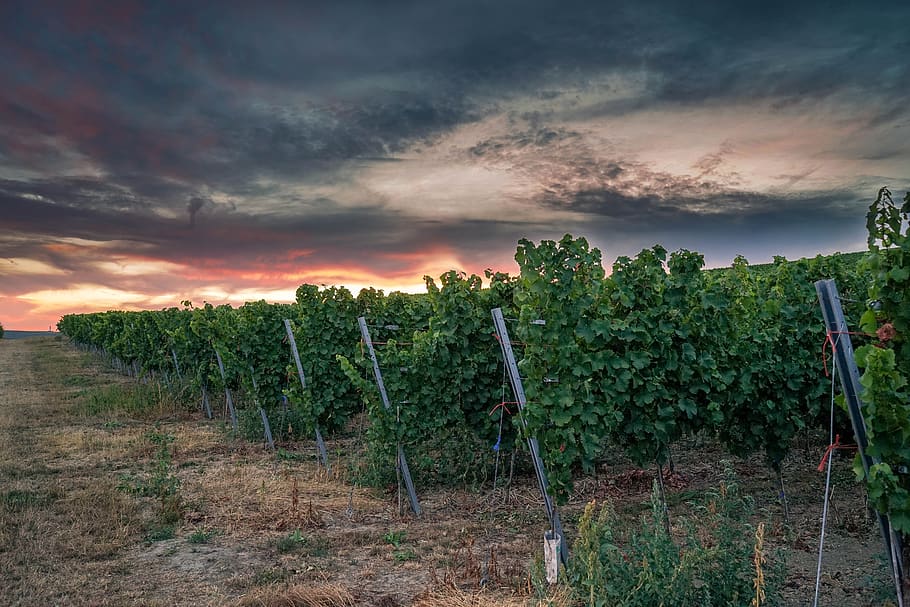 winegrowing, vineyard, sunset, sky, plant, grapevine, nature, HD wallpaper