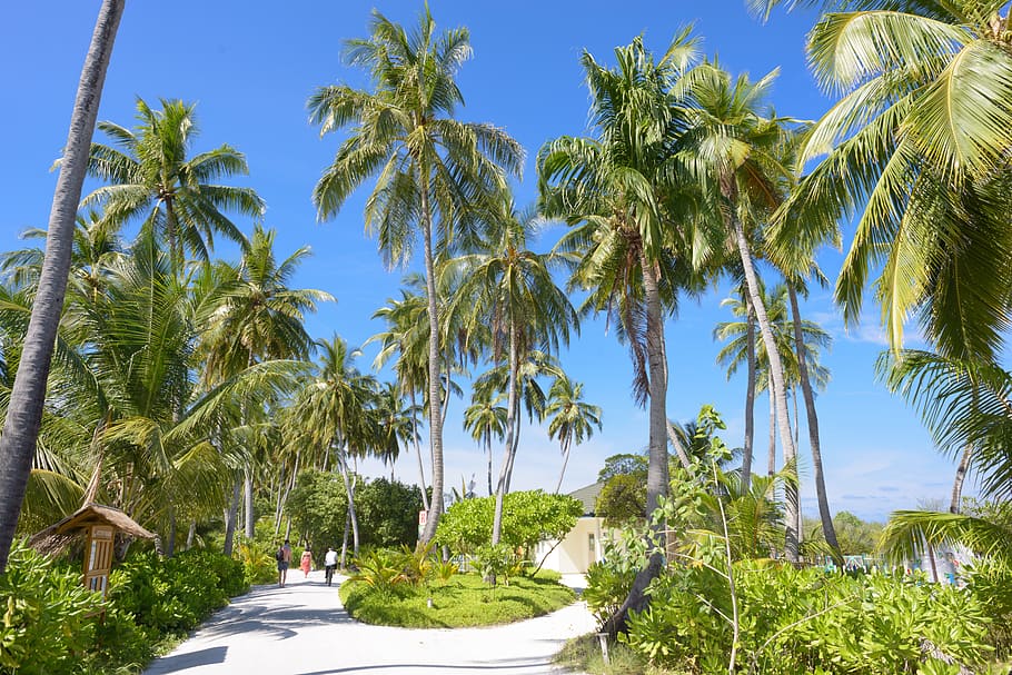 pathway and palm trees during day, summer, human, person, outdoors HD wallpaper