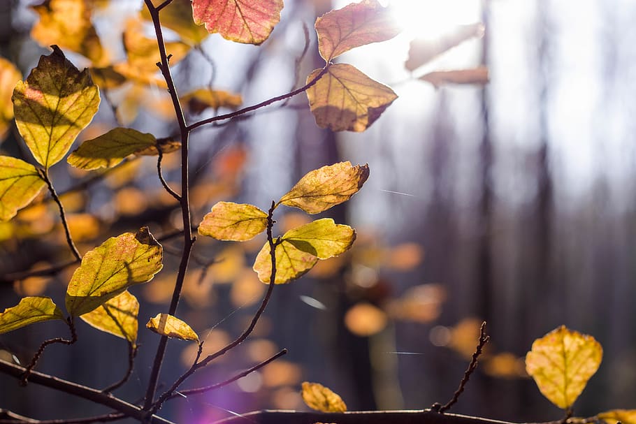 leaf, tree, zoom, canon, 50mm, yellow, color, forest, autumn HD wallpaper