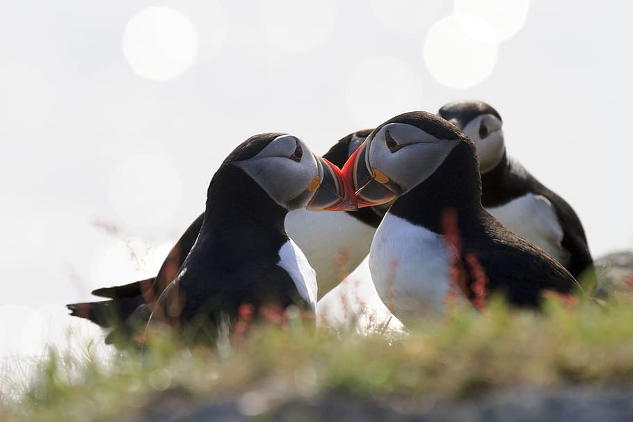 Atlantic puffins on the cliffs of Newfoundland and Labrador, Canada.