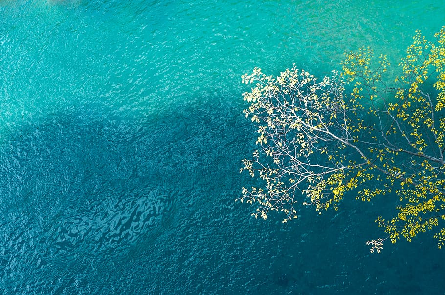 tree, water, river, japan, canyon, minimal, leaves, turquoise HD wallpaper