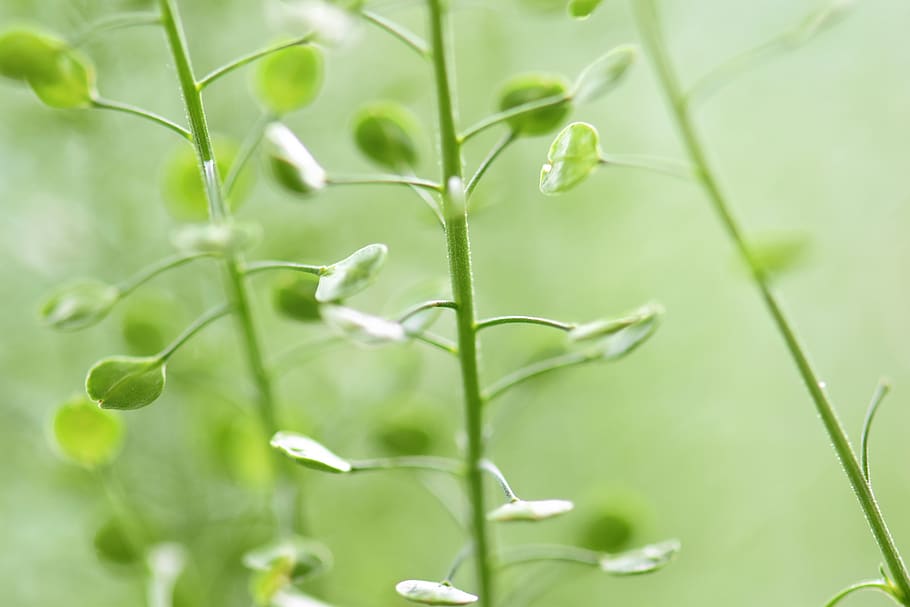 plant, leaves, green, leaf, green leaf, nature, deco, close up HD wallpaper