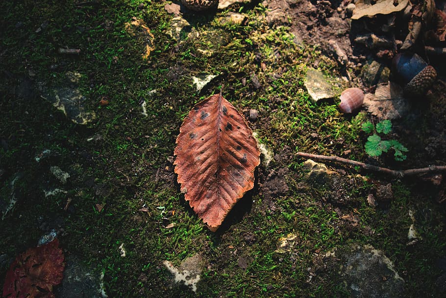 brown leaf, fungus, flora, tree, conifer, yew, plant, produce HD wallpaper