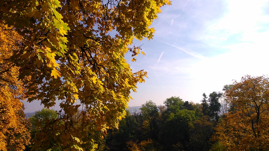 czechia, prague, tree, forest, fall, autumn, view, plant, beauty in nature HD wallpaper