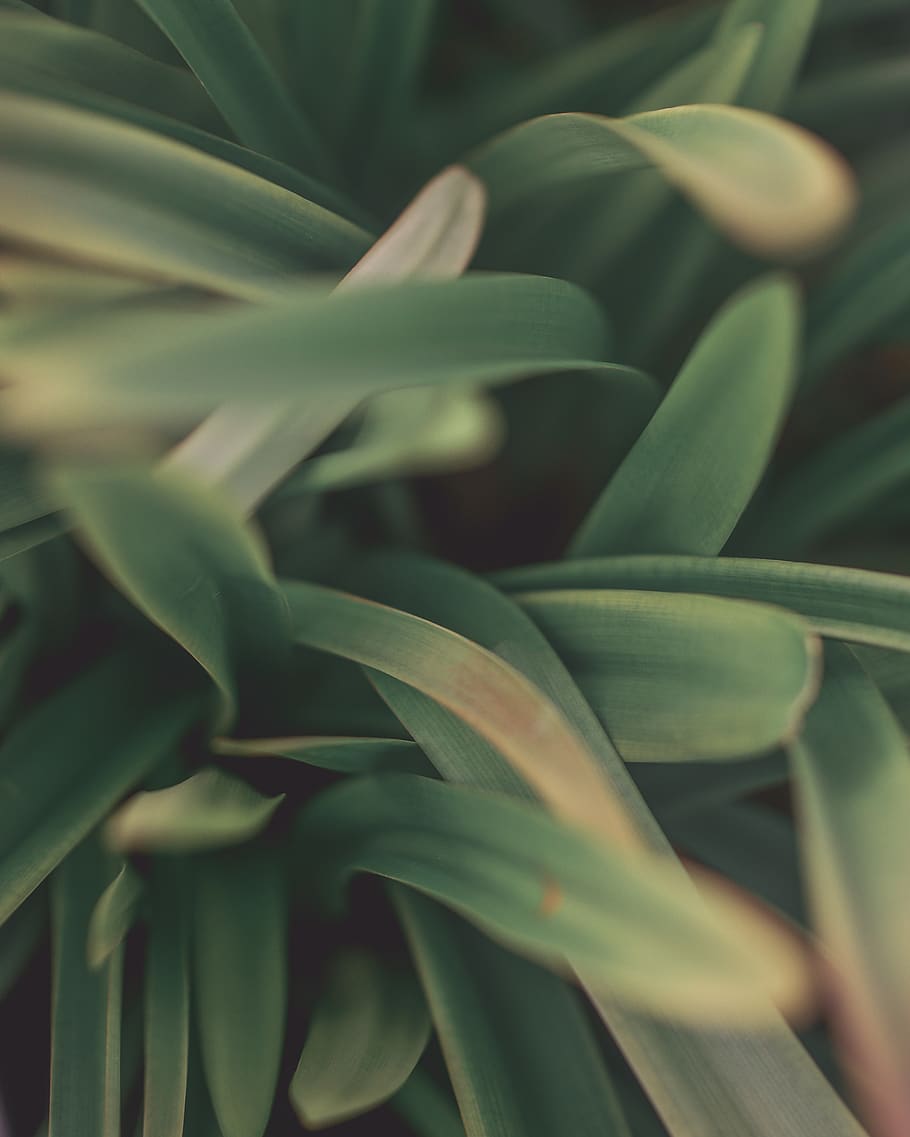 green leafed plants, growth, green color, no people, close-up HD wallpaper