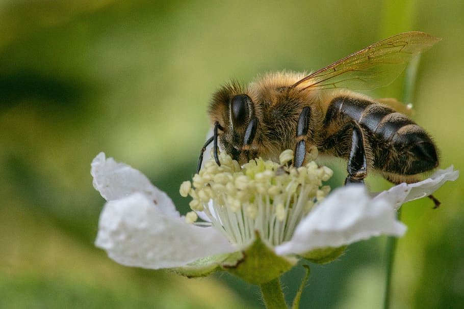 bee, insect, close up, macro, pollination, honey bee, blackberry HD wallpaper