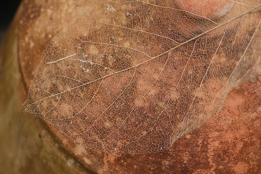 leaf, spine, winter, close-up, brown, textured, no people, nature HD wallpaper