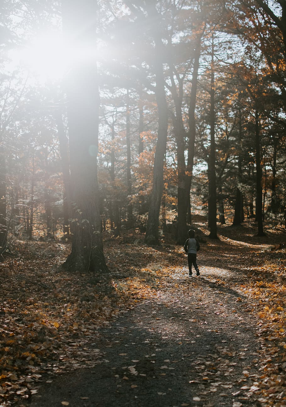 bare trees, human, person, plant, vegetation, forest, flare, land HD wallpaper