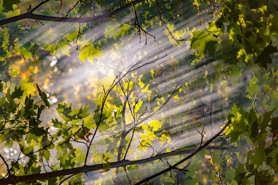 green tree, plant, beauty in nature, growth, branch, day, plant part HD wallpaper