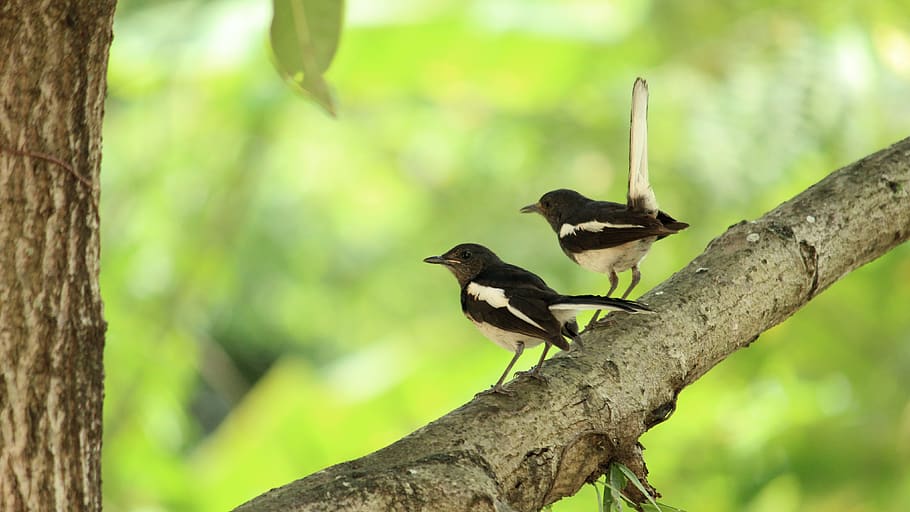 kerala, india, bird, avian, pair, mother, child, little, black, HD wallpaper