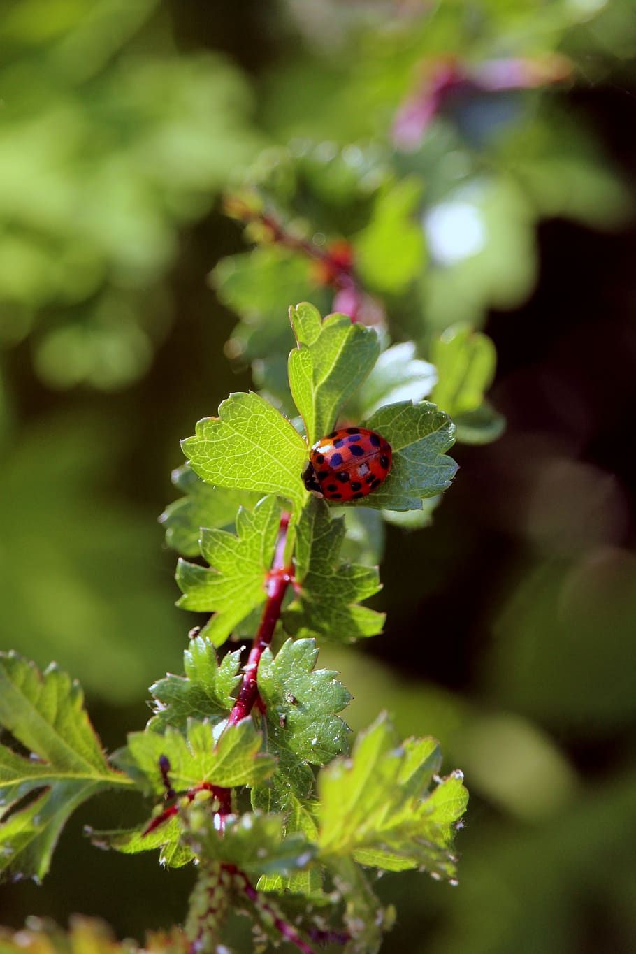 ladybug, animal, insect, nature, beetle, red, summer, points HD wallpaper