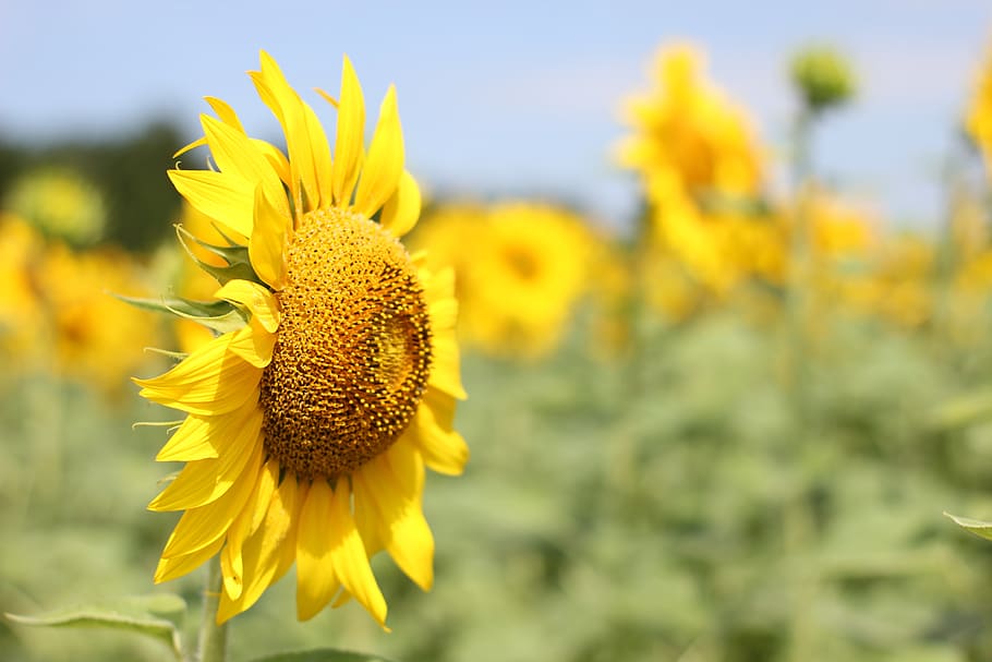 sunflower, bloom, nature, summer, yellow, plant, close, flora HD wallpaper