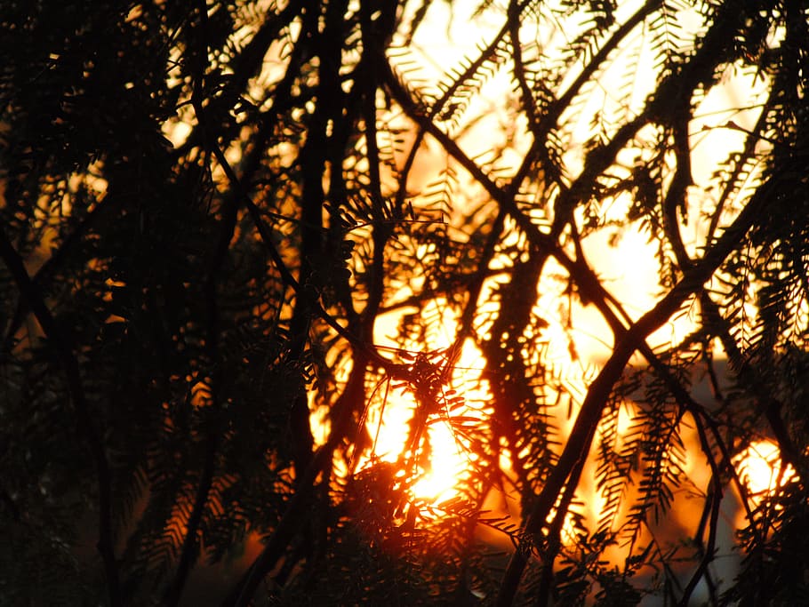 forest at sunset, branch, tree, orange, closeup, nature, dark HD wallpaper