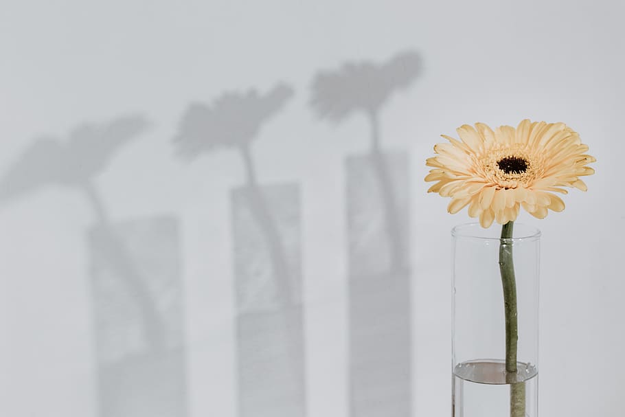 yellow petaled flower, flowering plant, vulnerability, fragility HD wallpaper