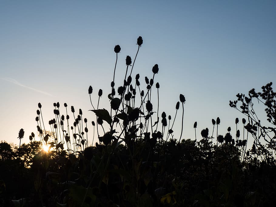 Sunset Behind Leaves and Flowers, Fall, Nature, black, garden HD wallpaper
