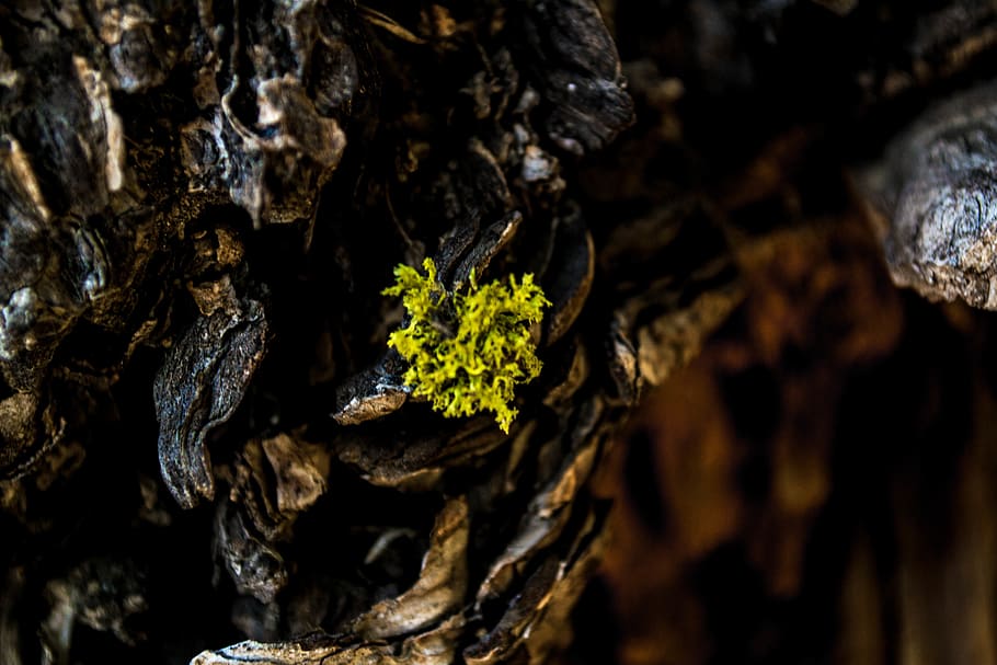 life, moss, tree, wood, california, forest, green, contrast HD wallpaper