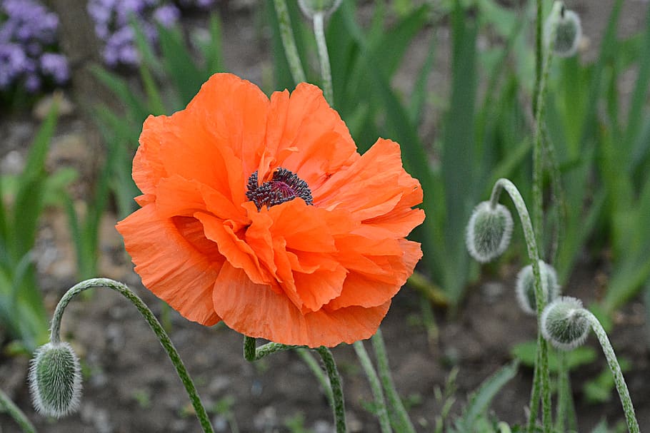 nature, flower, bloom, seeds, garden, flowering plant, petal HD wallpaper