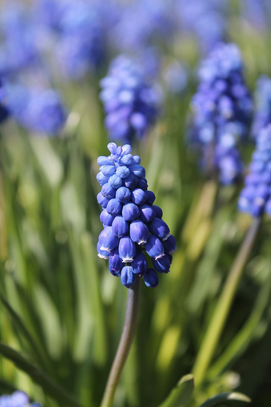 spring, flowers, flora, nature, flower bed, floriculture, crop HD wallpaper