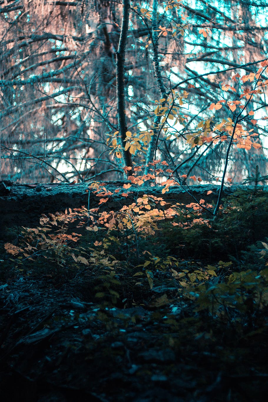 explore, nature, leafs, autumn, colors, orange and teal, earth HD wallpaper