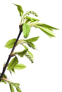 branch, tree, leaf, green, white, plant, isolated, growth, nature HD wallpaper
