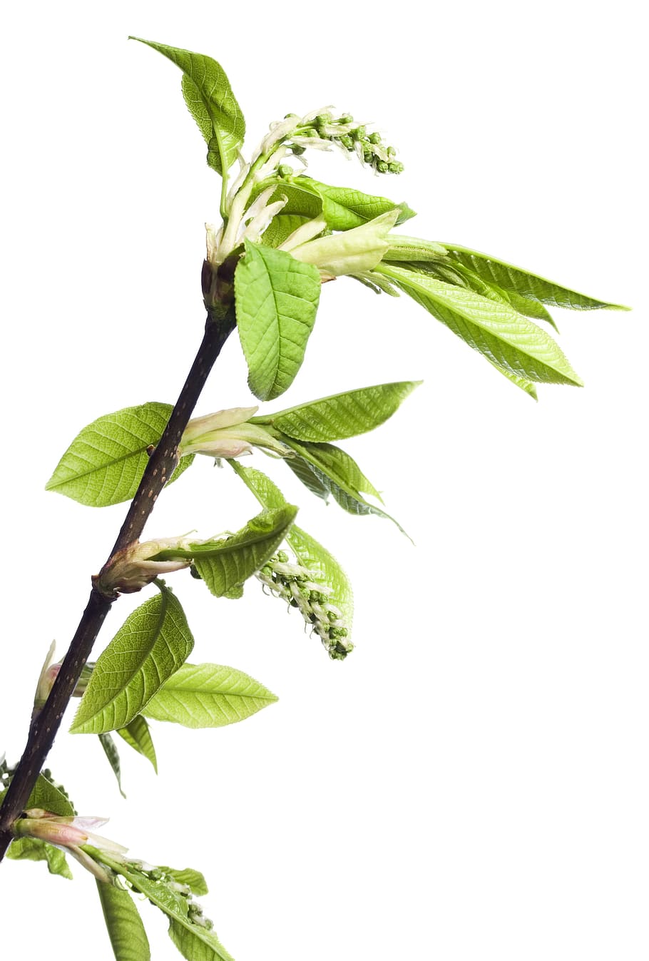 branch, tree, leaf, green, white, plant, isolated, growth, nature HD wallpaper