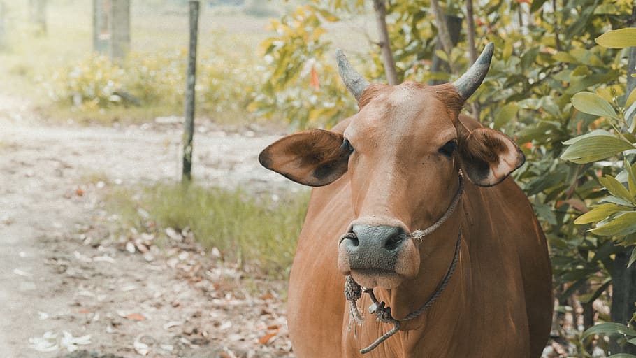 Brown Cow Standing Near Plants, animal, blurred background, cattle HD wallpaper