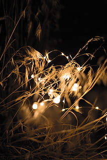 lights, stringlights, grass, unique, night, nighttime, romantic HD wallpaper