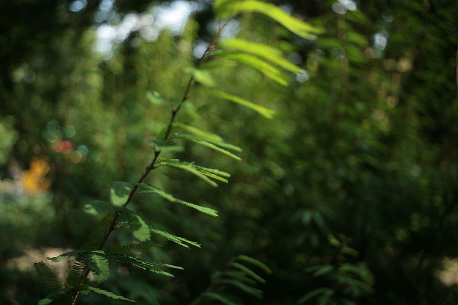 plant, tree, vegetation, fern, conifer, fir, abies, leaf, blossom HD wallpaper